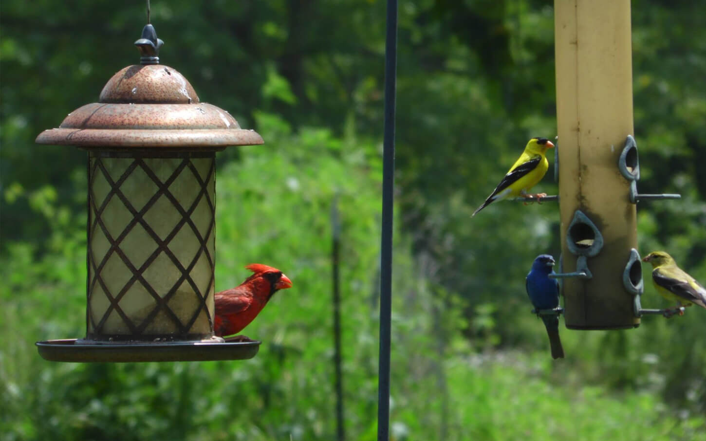 a variety of birds visiting feeders