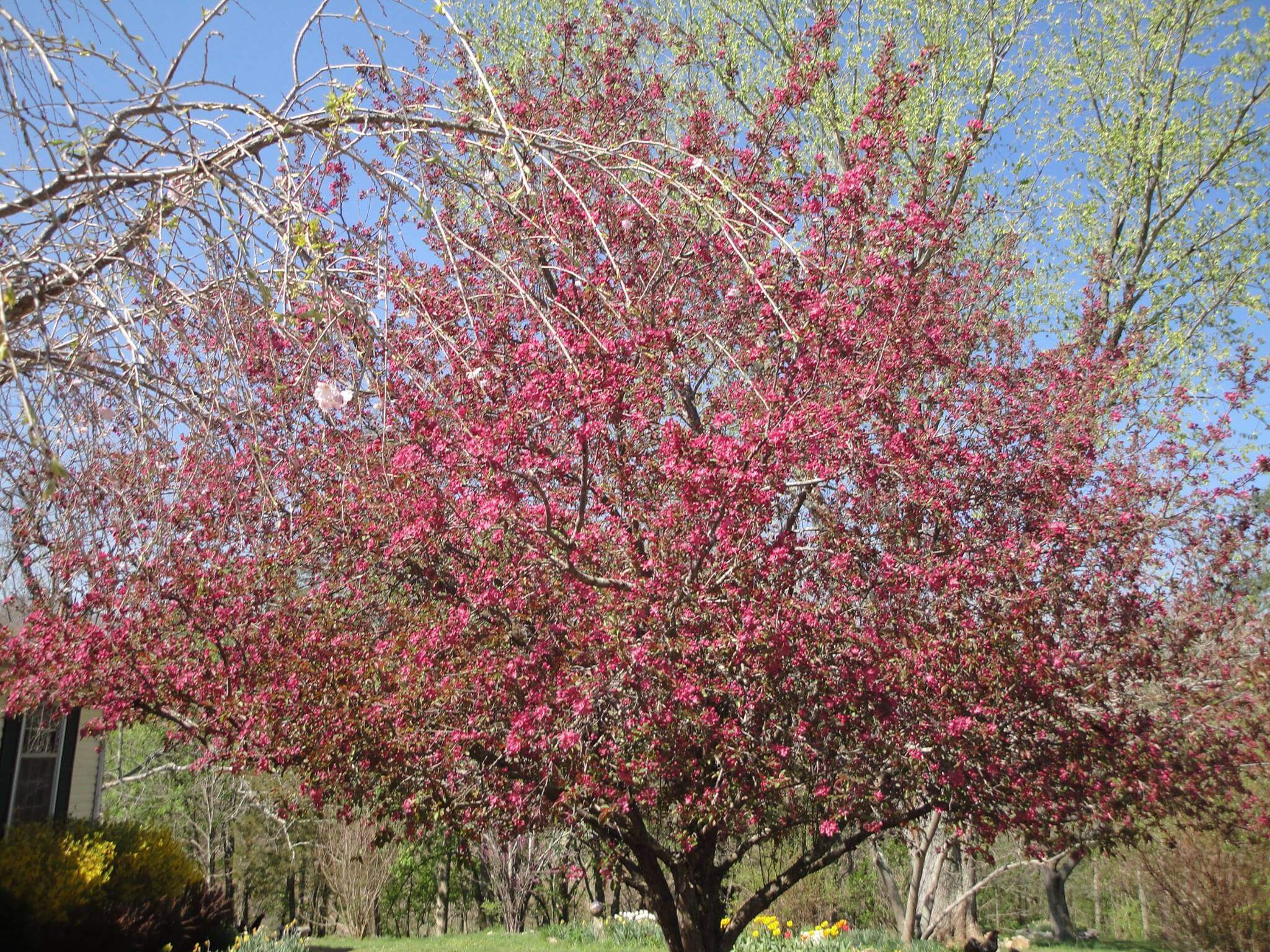 Blue River Valley Farm's beautiful redbud tree