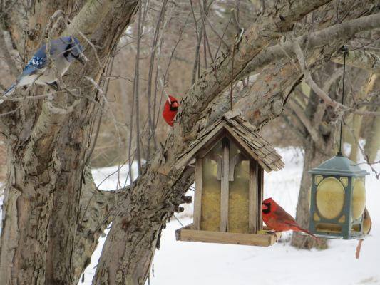 Winter birds visit the feeders