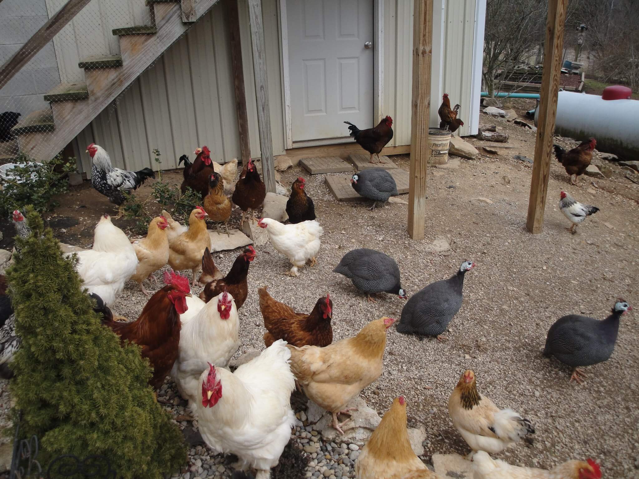 Chickens and Ginnies gather outside of their coop