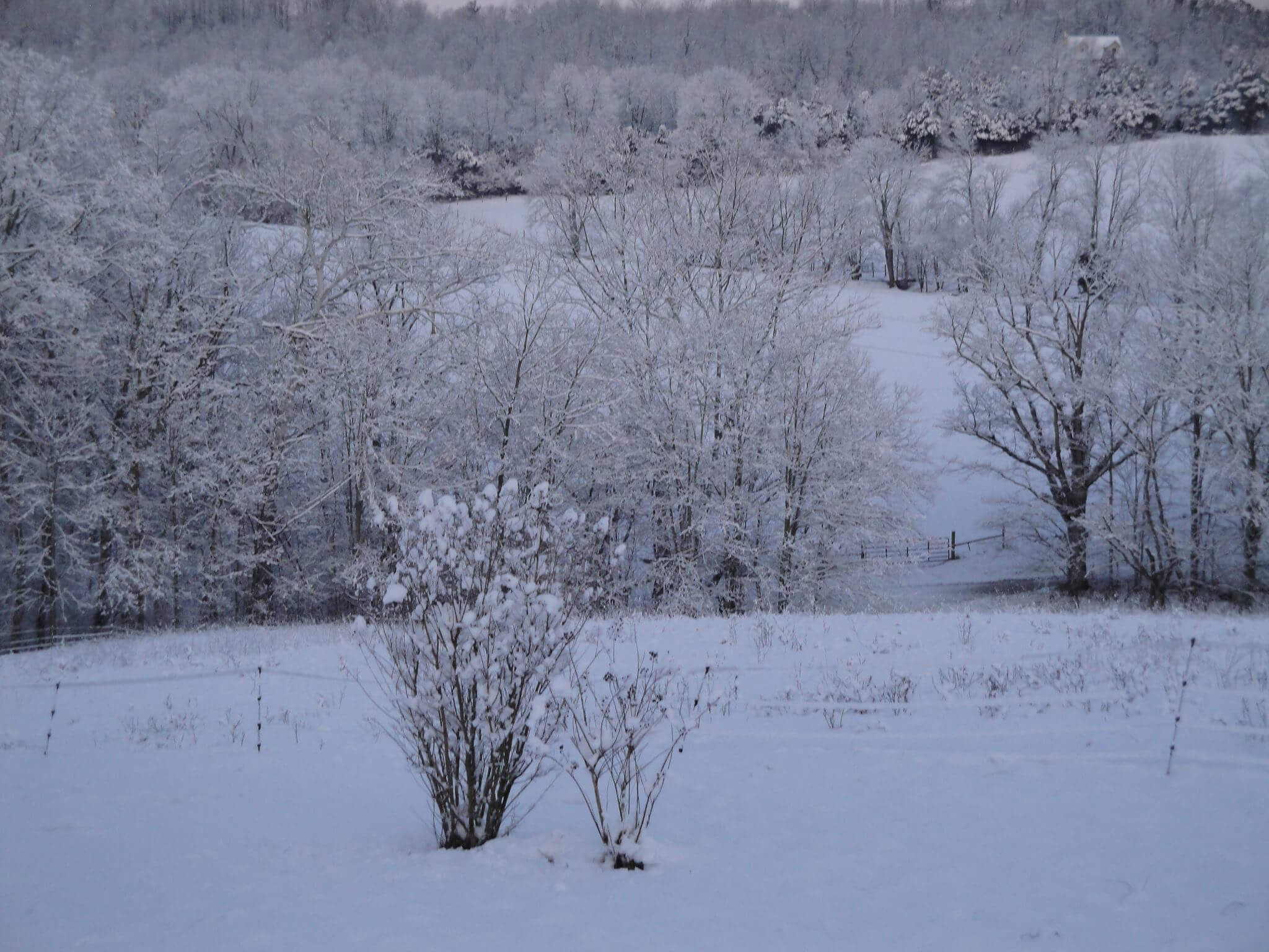 Snow and Ice covered trees at Blue River Valley Farm
